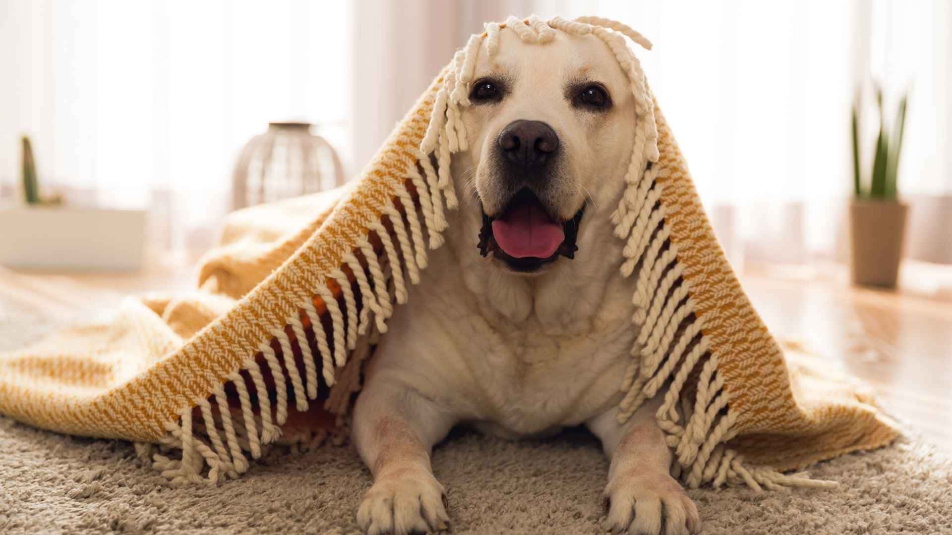 Los perros tienen frio